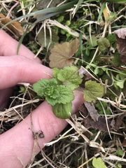 Veronica persica