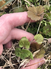 Veronica persica