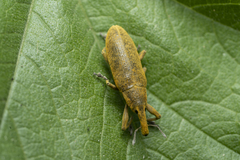 Lixus pulverulentus