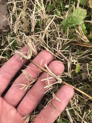 Poaceae