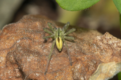 Micrommata ligurina