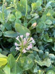 Trifolium clypeatum