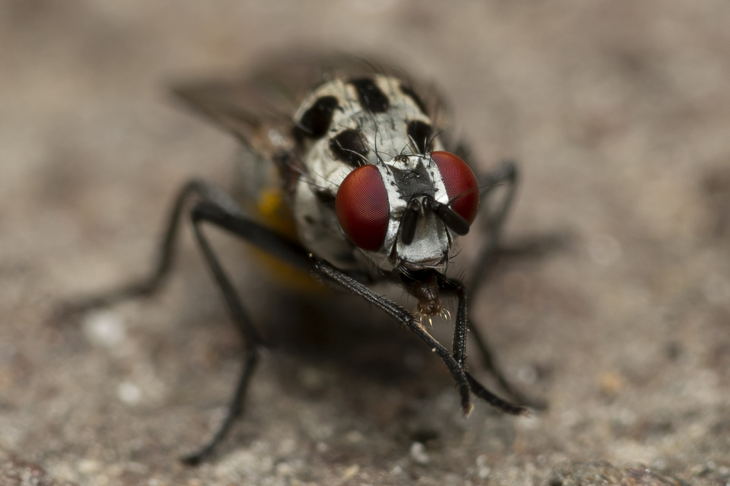 Anthomyia quinquemaculata