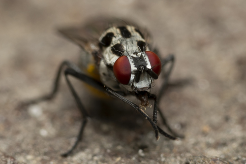 Anthomyia quinquemaculata