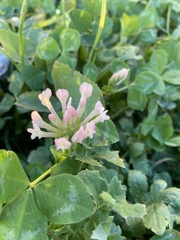 Trifolium clypeatum