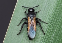 Scolia sexmaculata