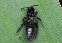 Scolia sexmaculata