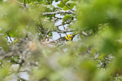 Setophaga townsendi × occidentalis