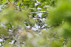 Setophaga townsendi × occidentalis