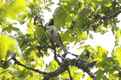 Setophaga townsendi × occidentalis