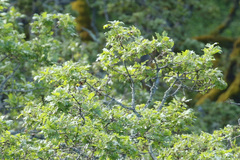 Setophaga townsendi × occidentalis