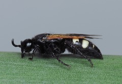 Scolia sexmaculata