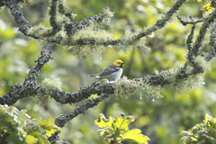 Setophaga townsendi × occidentalis