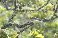 Setophaga townsendi × occidentalis