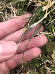 Poaceae