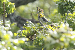 Setophaga townsendi × occidentalis