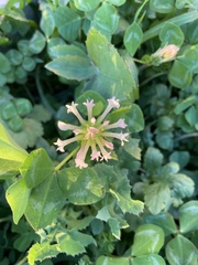 Trifolium clypeatum
