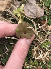 Glechoma hederacea