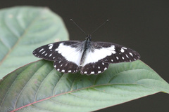 Catasticta sisamnus smalli