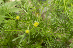 Matricaria chamomilla