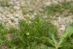 Matricaria chamomilla
