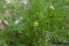 Matricaria chamomilla