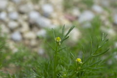 Matricaria chamomilla
