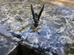 Synoeca cyanea