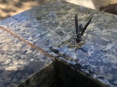 Synoeca cyanea