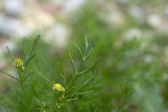 Matricaria chamomilla