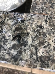 Synoeca cyanea