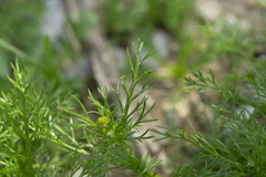 Matricaria chamomilla