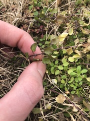 Magnoliopsida