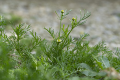 Matricaria chamomilla