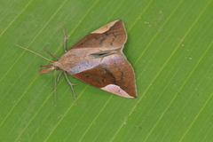 Hypena mactatalis