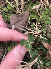 Trifolium