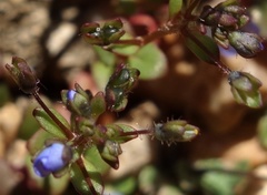Veronica acinifolia