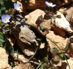 Veronica acinifolia