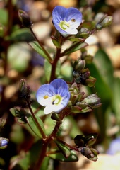 Veronica acinifolia