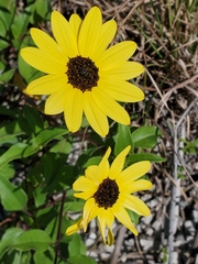 Helianthus debilis image