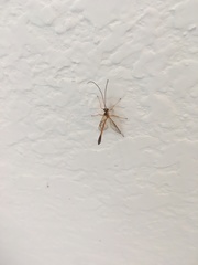 Enicospilus cubensis