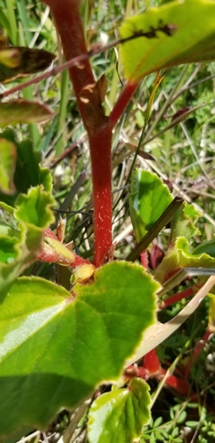 Begoniaceae image
