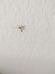 Enicospilus cubensis