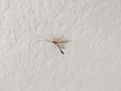 Enicospilus cubensis