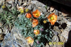 Papaver lapeyrousianum