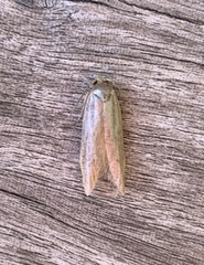 Sumac Micromoth