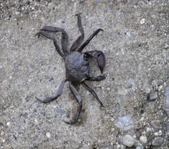 Glyptograpsus impressus