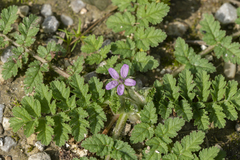 Erodium moschatum