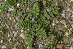 Erodium moschatum
