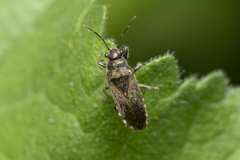 Heterogaster urticae